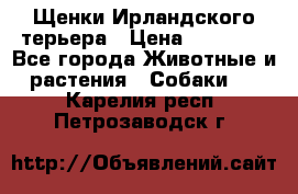 Щенки Ирландского терьера › Цена ­ 30 000 - Все города Животные и растения » Собаки   . Карелия респ.,Петрозаводск г.